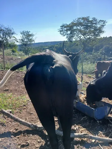 Vaca a venda.