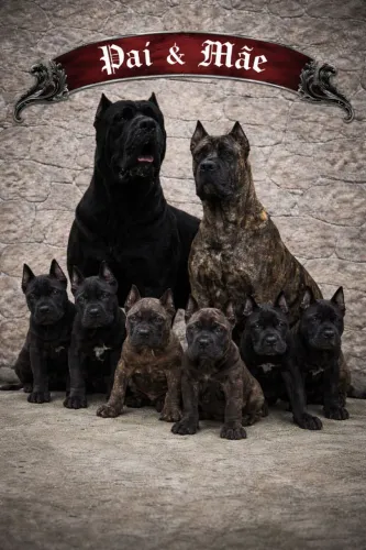 Fêmea, Cane Corso padrão europeu 