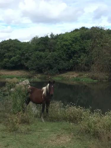 Cavalo tubiano