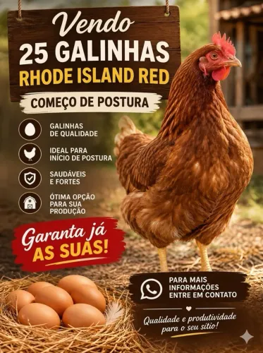 Galinha Rhode