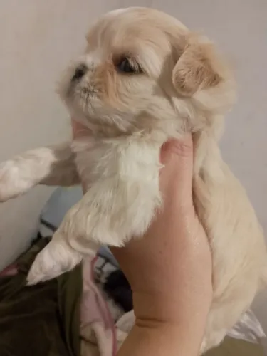 Shitzu fêmea 45 dias duas vacinas tomadas