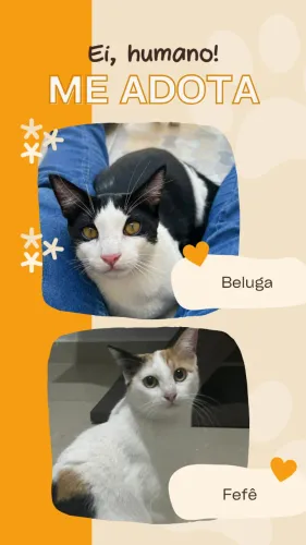 Gatos para Adoção Responsável