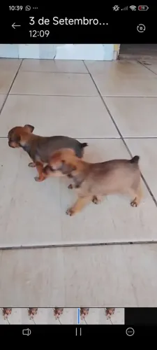 Pincher macho número 1