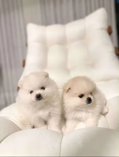 Lulu da Pomerânia/Spitz Alemão