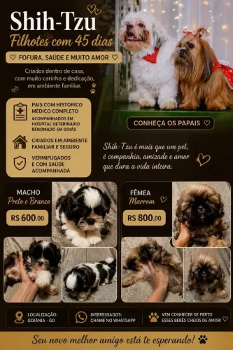 Shitzu com 45 dias