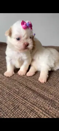 Shitzu.. branco areia olhos claros.