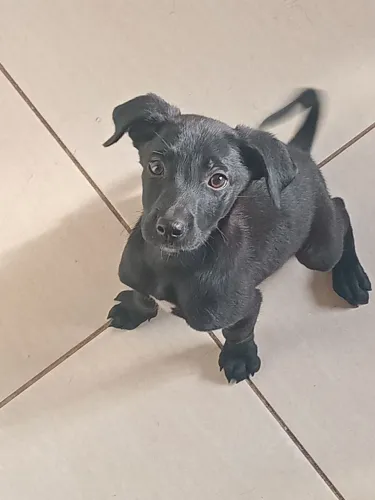 Doação de cachorro macho