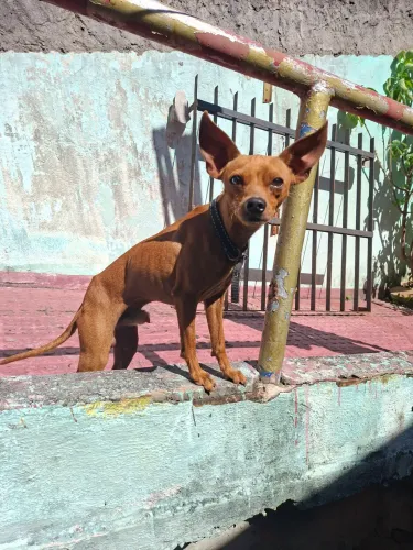Doação de cachorro Pischer