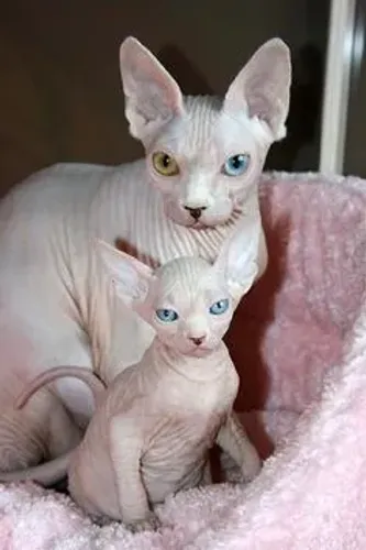 Sphynx Filhotes