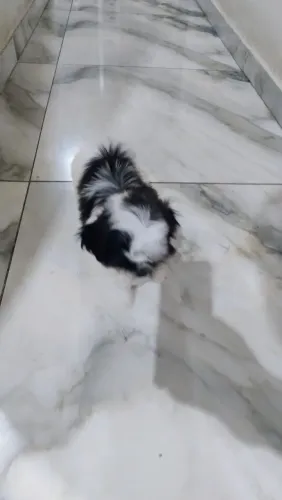 Filhotes de Shih Tzu legítimos uma fêmea e machinhos a pronta entrega ZAP *
