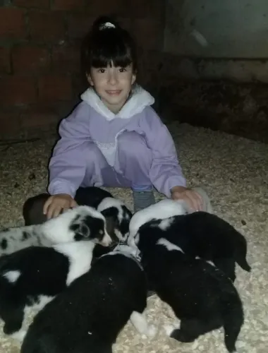 BORDER COLLIE ALTO PADRÃO PARA EXIGENTES 