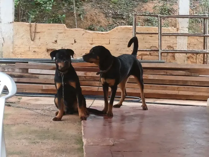 Rottweiler 
