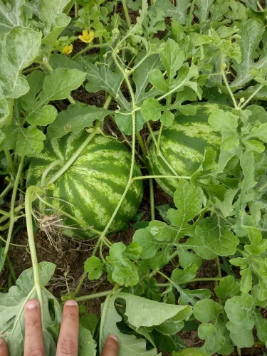 Vendo terreno em Ribeirópolis - SE