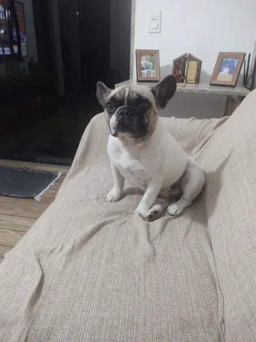 Buldog francês 