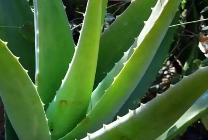 Mudas de babosas 