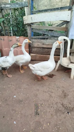 Vendo casal de ganso 