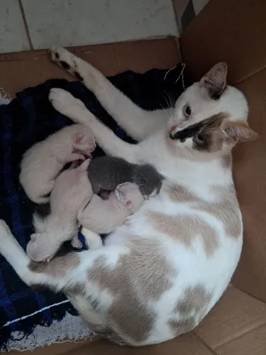 Gatos filhotes para adoção