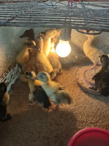 Vendo patos, marrecos e gansos filhotes