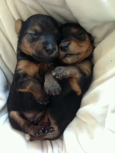 Pinscher 