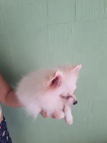 Raposinha disponível 