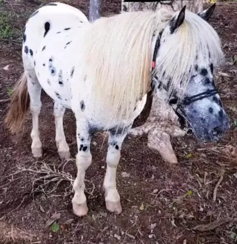 Linda mini ponei persa
