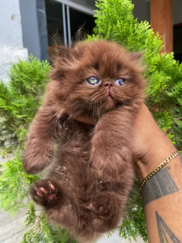 Filhotes de gatos persas 