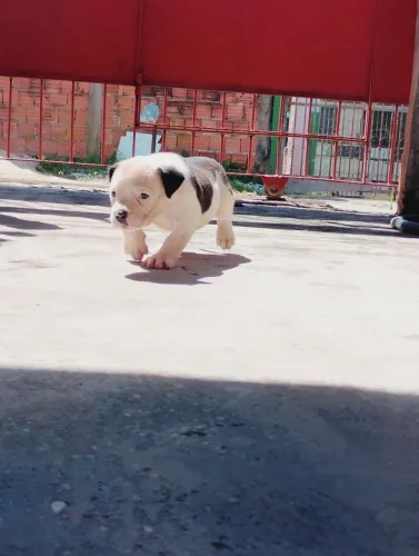 Filhote de Olde English Bulldogge