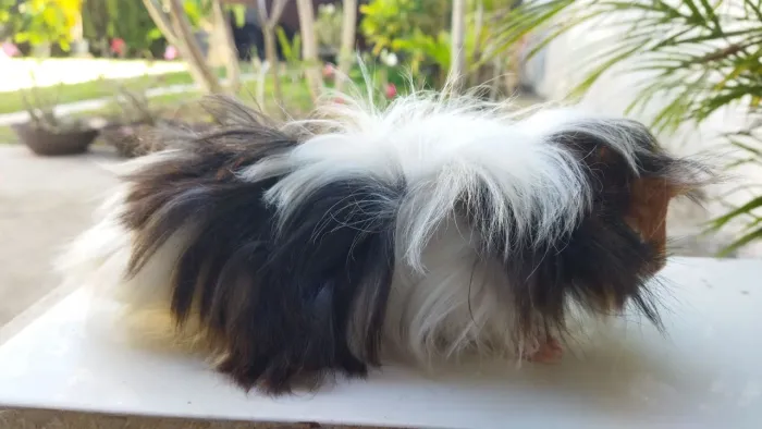 Porquinhos da Índia peruanos