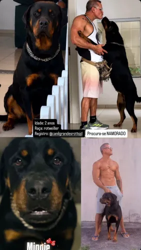 Procura-se Namorado ROTWEILLER 