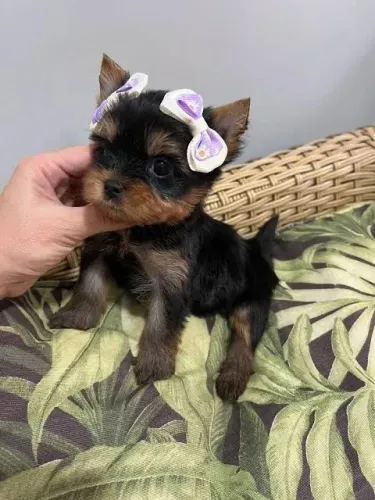 YORKSHIRE TERRIER MINI FEMÊA