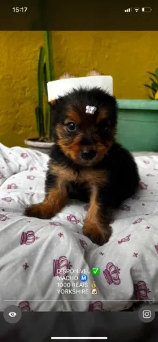 Yorkshire terrier macho
