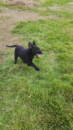Filhotes de pastor belga malinoar com pedigree 