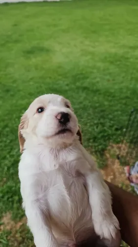 Filhotes puros da raça cocker spaniel 
