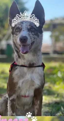 Border collie fêmea