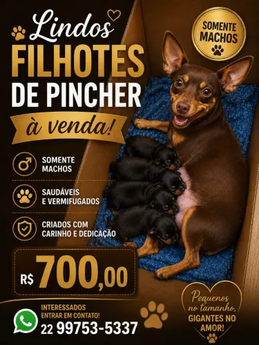 Lindos filhotes de Pincher