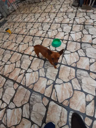 Pinscher macho 