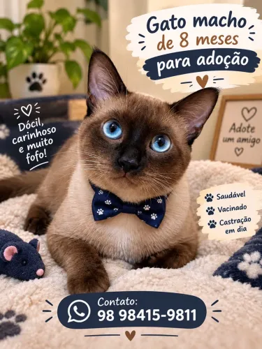 Gato macho para adoção 