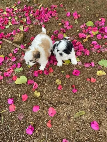 Shihtzu mini presente dia das crianças