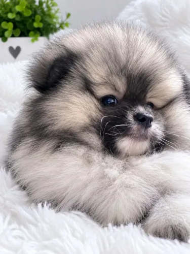 Ursinho Lulu da Pomerânia