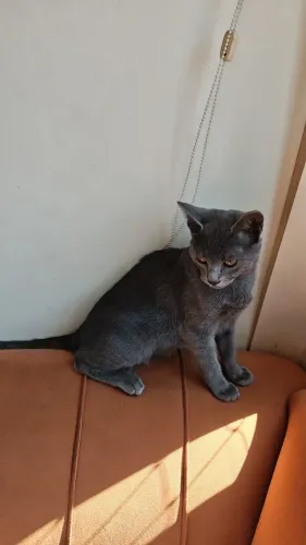 Doação de gata fêmea
