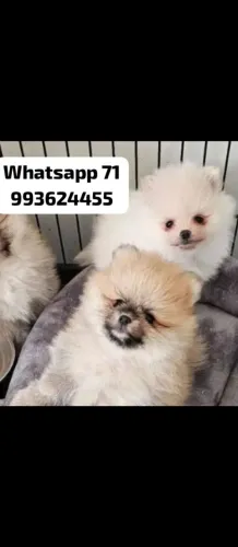 Lulu da Pomerânia/spitz alemão filhotes com pedigree cbkc
