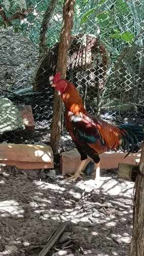 Galo de raça