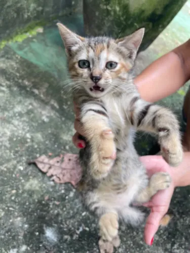 Gatinho filhote para adoção 