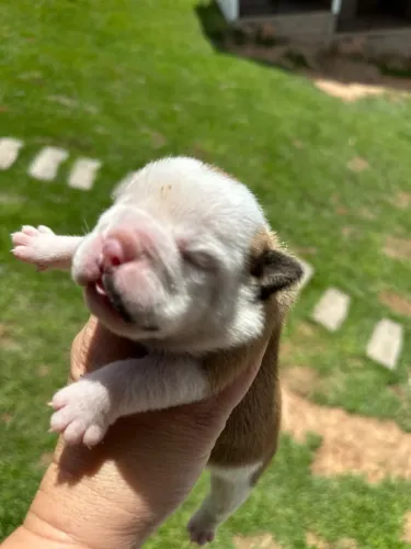 Filhote de bulldog inglês
