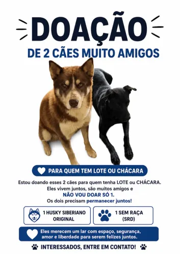 doação 2 cães amigos