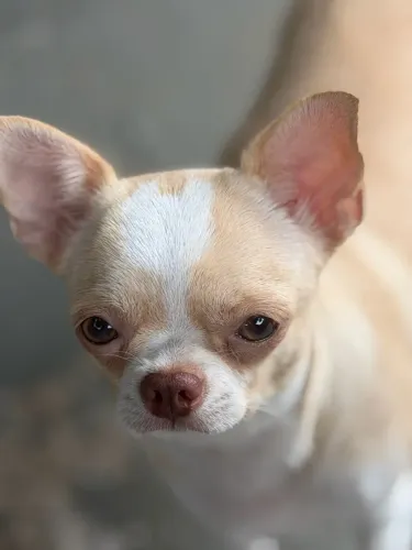 Cachorra shiuhauha