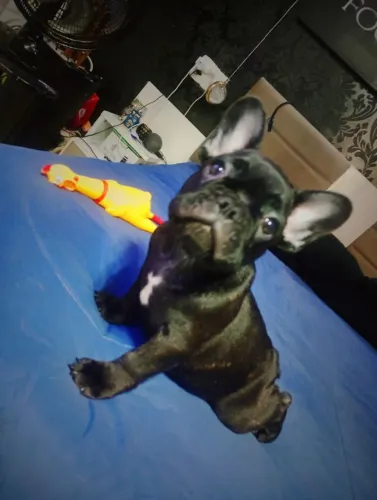 Filhote de buldogue francês