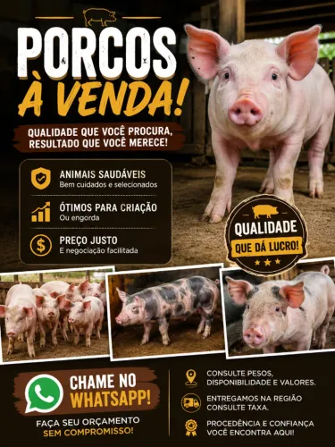 Venda de Porcos de qualidade e preço justo!! 75,00 a arroba