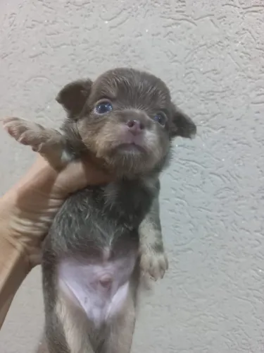 Filhote Chihuahua