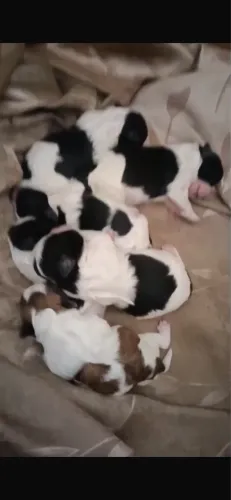 Shihtzu 